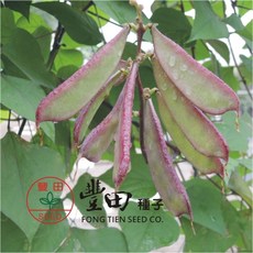 【野菜部屋~】J28 紅邊紅花青皮鵲豆 1斤, 1包