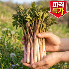 [특품] 100% 국산 자연산 두릅 제철나물 땅두릅, 250g, 1개