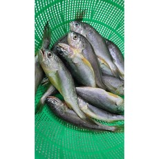 국내산 생물 알배기 참조기 1kg 10-13미 내외, 2개, 1kg/ 10-13미 내외