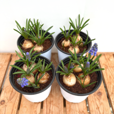 수경재배식물 보라색꽃 구근 무스카리1+1, 1개