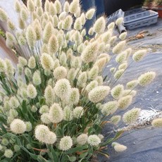 라구너스 바니테일 토끼꼬리풀 9cm 4포트, 1개