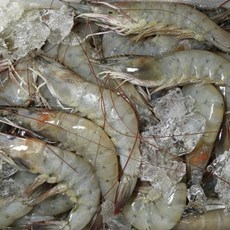 국내산 흰다리새우 1kg 30미내외 바다와 민물이 만나는 신안군, 1개