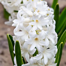 우리화훼종묘 히아신스- 시베리아, 2개