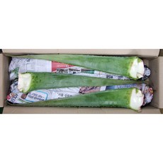 믿을 수 있는 우리 농산물 알로에베라 1.5Kg내외 이강산닷컴, 1개