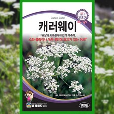 크런치볼 참외 씨앗 100립 [26년포장] 하우스 참외 종자