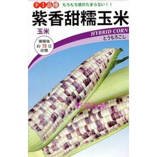 【野菜部屋】紫香甜糯玉米種子 F1品種 播種後約70日可收穫, 1包