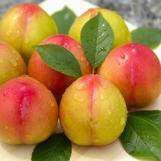 진이네농장 추희자두 고당도 산지직송 과즙끝판왕 2kg 3kg 5gk, 1개, 2kg (특과)