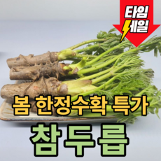 [봄한정수확] 쌉쌀하고 향긋한 참두릅 나무두릅, 3개, 140g