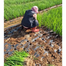 노지흙쪽파2kg [원산지:국산(전라남도 강진군)], 1박스, 1kg