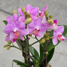 [풀멍상점] 팅커벨 호접난 10cm포트 / 난초과. 서양난.. 선물용. 개업 축하용. 승진축하 / 선별발송 분채배송/ 방수라벨 이름표포함-농장직배, 1개