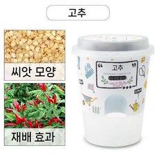 자연 과학 학습 관찰함 식물 키우기 관찰 미로 발아 성장 새싹 기르기 상자, 칠리