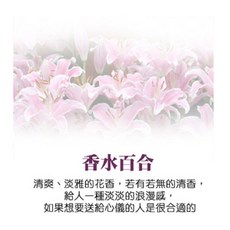 QIDINA 台灣製純手工珪藻土香氛除濕塊 呆萌魚造型, 1個, 百合