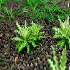 수초하우스) 쭈그리 헬페리 작고 낮은 전경수초, 3개