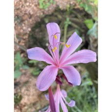 상사화스프링게리 1개 노지월동 다년생