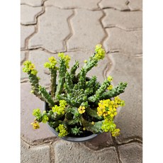 팅커벨 꽃향기좋은 공작환, 1개