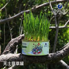 喵嗚萌寵 台灣出貨 水培貓草盒 種植貓草 新鮮貓草 貓用小麥草 無土, 1個, XJM-14貓草罐頭！（經典款小麥）