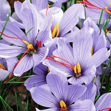 [큐가든] 크로커스 샤프란 구근 5개 유럽 직수입 특선 추식 사프란 사티버스, 1세트