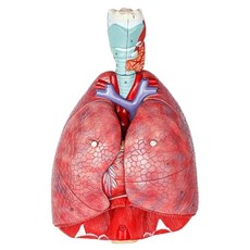 호흡기기관분리 폐심장 인체 해부모형 병원기관용 인체탐구 과학교실, 1세트