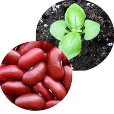 강낭콩키우기(5인) 강낭콩기르기 오피스안, 1개