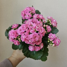 [무지개꽃/ 색상선택17종] 칼란디바 (카랑코에 겹꽃), 09. 밝은 분홍 (미렌), 1개