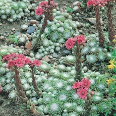 거미줄바위솔 10cm화분묘 노지월동다년초 지면식물 암석정원식물 [꽃심야생화], 그린, 3개