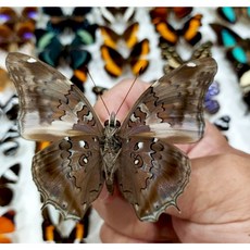 蟲新發現 蝴蝶標本A1 Historis acheronta 未展翅乾貨