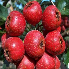 대실산사나무 특묘/ 산사나무 / 열매에는 비타민C를 많이 함유/ 대실산사나무 - 루비산사 묘목 접목1년 특묘 /일반 산사보다 열매 크다/, 1, 1개