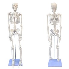 대형 해골 모형 과학실 인체 이동식 모델 뼈 근육 할로윈 실습용 해부 골격, 2. 보강형 뼈 구성 1부