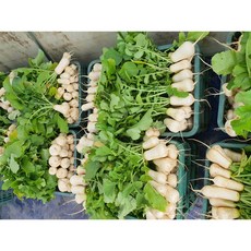 강원도 고랭지 알타리무 총각무 비손질(원물)알타리무 절임알타리무 강원도무 김장무 강원도쪽파, 1박스, 절임알타리무 5kg