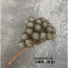 小銀果 乾燥花藝設計, 原色