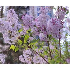 라일락나무 묘목 실생1년 수수꽃다리, 1개