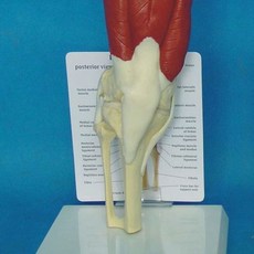 무릎관절 모형 교육용 해부학 모델 인체 골격 무릎 해부, D. 팔꿈치 관절 모델