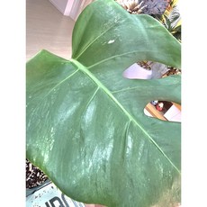 (서리) 몬스테라알보