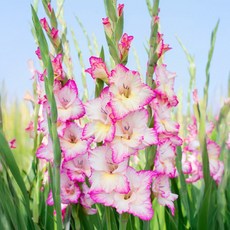 구근 글라디올러스 프리실라 1구(구근둘레12/14), 1개