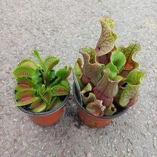 벌레잡이식물2종(파리지옥/퍼포리아)1세트, 1개