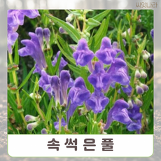 (씨앗나라) 속썩은풀 10립, 1개, 단일상품0