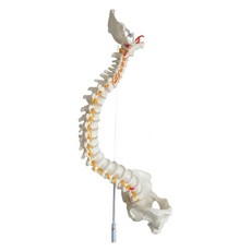 척추모형 경추 요추 대학교 관절 뼈 과학실 골반 해부학, B. 걸이형 85cm 흰색 척추 대퇴골두