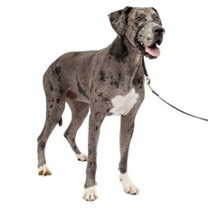 PetSafe Gentle Leader HEAD 헤드카라 당김 없는 개 목걸이 - 걷기 개선에 도움이 됨 내구성 있는 나일론 구조 패딩 처리된 코 루프 조절 가능한 핏 편안한, 블랙_173199