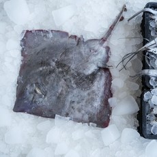 국내산 생물가오리 2kg 급냉 가오리찜 애 무침 회, 가오리날개살 700g 급냉