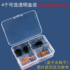 벌레 실험 곤충 호박 딱정벌레 표본 장수풍뎅이 관찰, A-4개세트