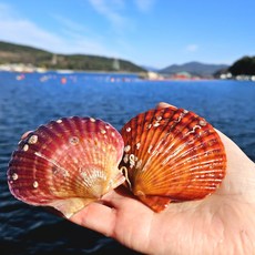 통영백년바다 홍가리비 산지직송 세척 선별 비단 3kg 5kg 10kg, 1개, 가리비5kg