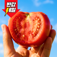 [마지막할인] 딱50박스만 과즙폭발 특품 완숙토마토, 1개, 5kg