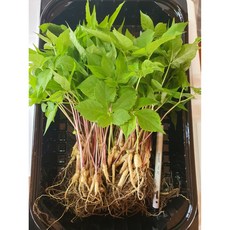 하루농장 1년근 새싹삼 100뿌리 (20cm 내외), 100개, 1g
