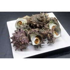 포항 활 뿔소라 1kg 6-10미 내외, 1개