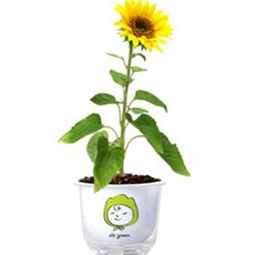 그린패밀리-시스의 해바라기/식물키트 화분 캐릭터패키지, 1개