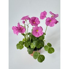 [미니정글] 땅콩사랑초 큰잎사랑초 구근사랑초 옥살리스 사랑초, 2개