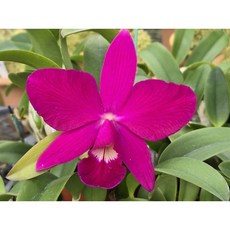 [꽃밭에서 난원] 서양란/카틀레야(미유키 리틀킹 2개 특가)