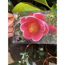 霏霏園藝海棠花盆栽 (高度50-60公分 4吋盆), 1個