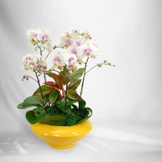 화이트 호접란MTFF036, 서울특별시／광역시／경기도, 베이직, 필요없음