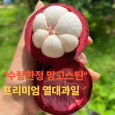 압도적1등 망고스틴 항공직송 프리미엄 특품, 1박스, 1kg